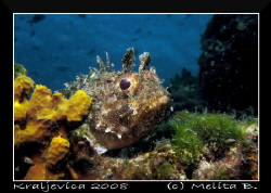 little black scorpionfish (scorpaena porcus linnaeus) / c... by Melita Bubek 